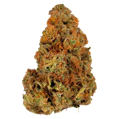 Ripped Indica