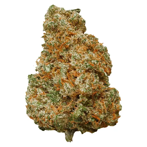 Mango Dream Mango Dream