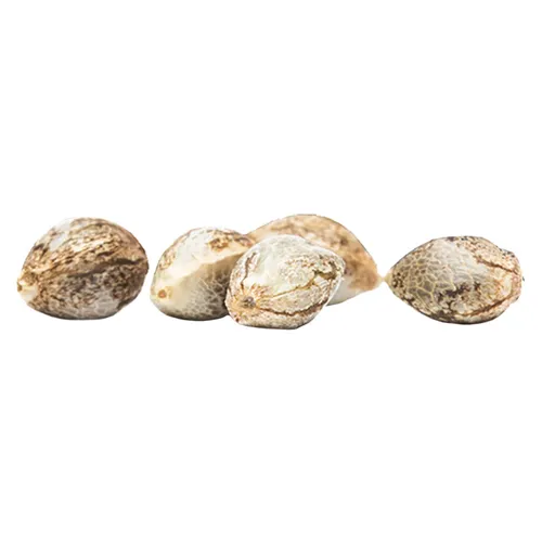 Great Gardener Farms - CBD Rene Feminized Seeds - 5 Pack