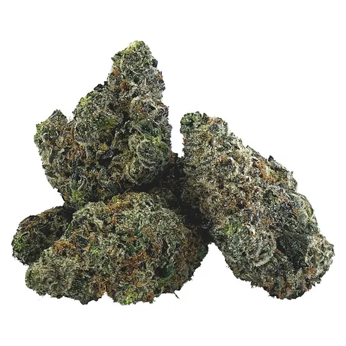Gravity (Hash Plant x NL1) Gravity (Hash Plant x NL1)