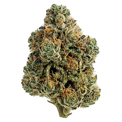Breeders Stash