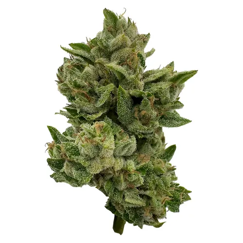 Pretty Sweet Sativa (91K x Chemdawg) Pretty Sweet Sativa (91K x Chemdawg)